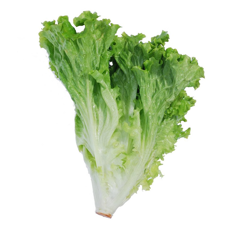 绿源康宝   有机生菜 叶用莴苣 鹅仔菜 莴子菜 一盒...