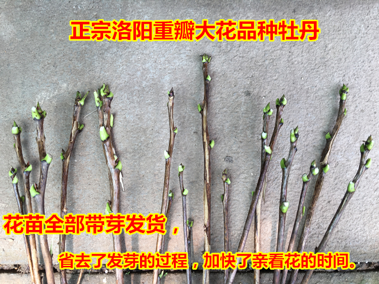 杏花天牡丹花苗牡丹苗牡丹花盆栽室内花卉庭院当年可开花多月季花苗5