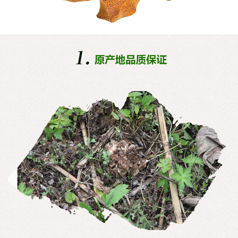 猪苓片 野生猪苓 东北特产野生 猪苓 猪苓500g