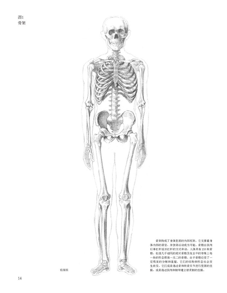 肌肉系统解剖线条图色书籍素描人体解剖图谱人体解剖学书肌肉骨骼解剖