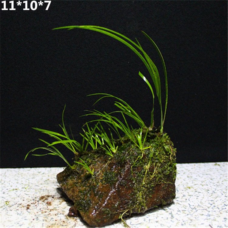 野生附石菖蒲龙根虎须盆景水培菖蒲草大型绿植盆栽客厅植物 附石fs17