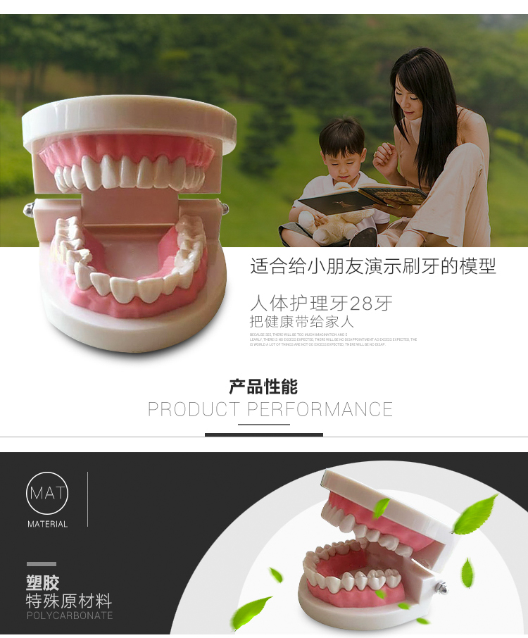 王太医 人体牙齿模型 口腔模型 28牙_ 8折现价49元