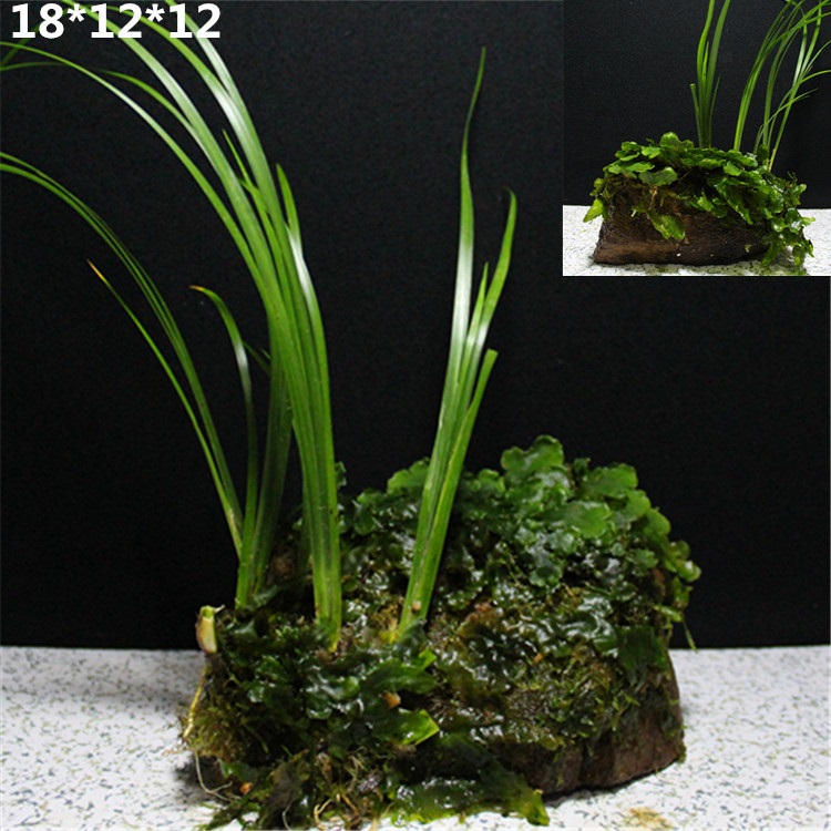 野生附石菖蒲龙根虎须盆景水培菖蒲草大型绿植盆栽客厅植物 附石fs17