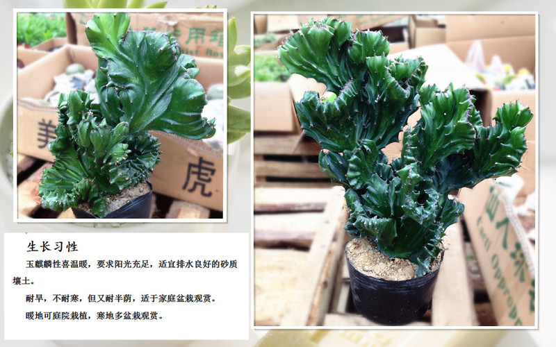 花语传情 多肉植物 玉麒麟盆栽 麒麟掌 绿植 麒麟掌_现价-1元
