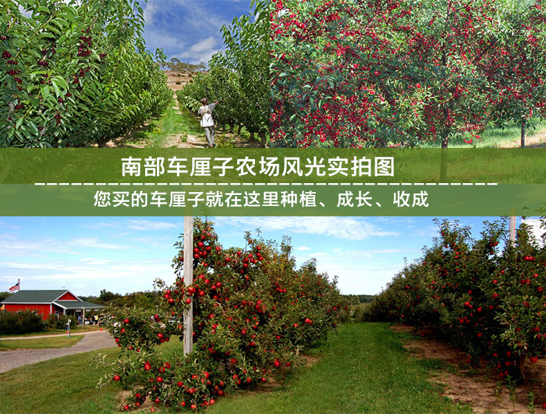 丰德临 智利进口车厘子 10r级大樱桃 新鲜cherry礼盒装 现货现发 甜蜜
