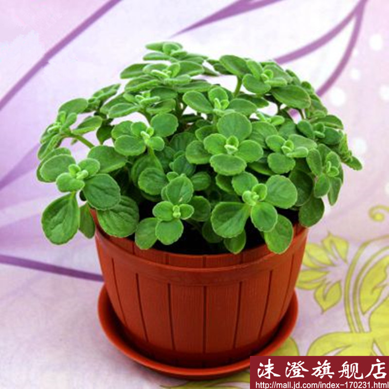 内绿植花卉芳香型植物净化空气 绿植驱蚊除臭 仿木桶天蓝色 含盆_ 9折
