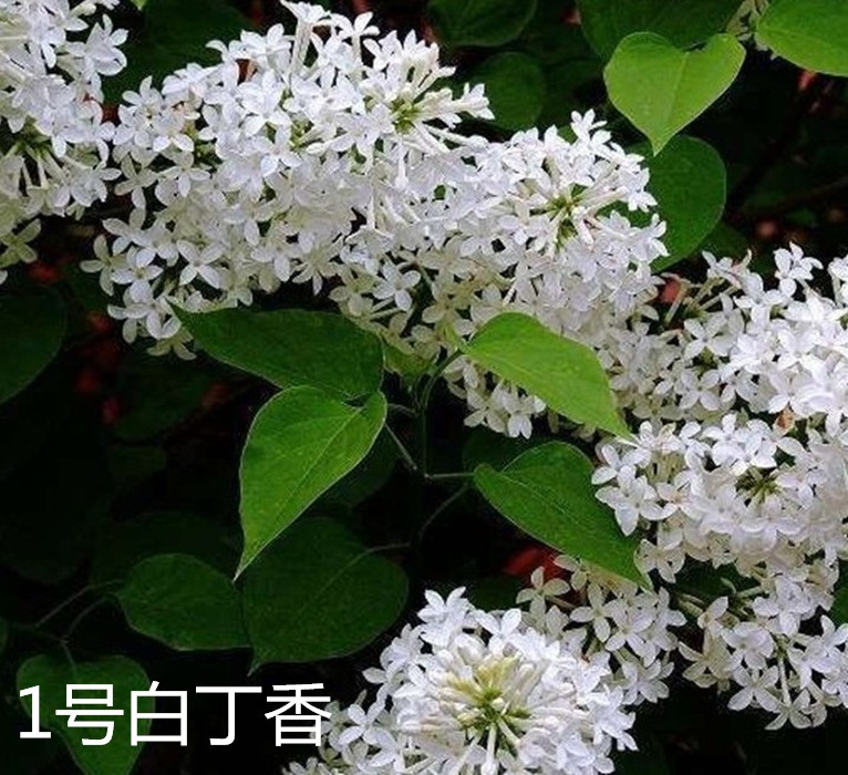 阿酷 丁香花苗庭院盆栽丁香苗丁香花树苗丁香树苗香飘