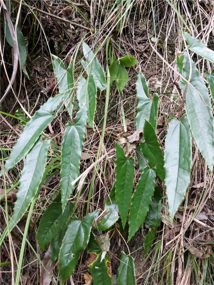 淫羊藿整株种苗 牛角花三枝九叶草仙灵脾三叉风铁打杵野生中草药- 淫