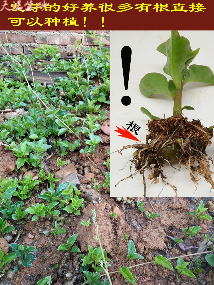 怡香居 野生盆栽藤三七植物苗土田七藤子三七种根川七种子根云南白药