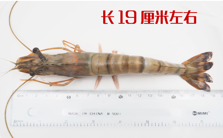 三座海大虾1kg15只烟台黑虎虾斑节虾海虾海鲜年夜饭海鲜礼盒年货礼盒