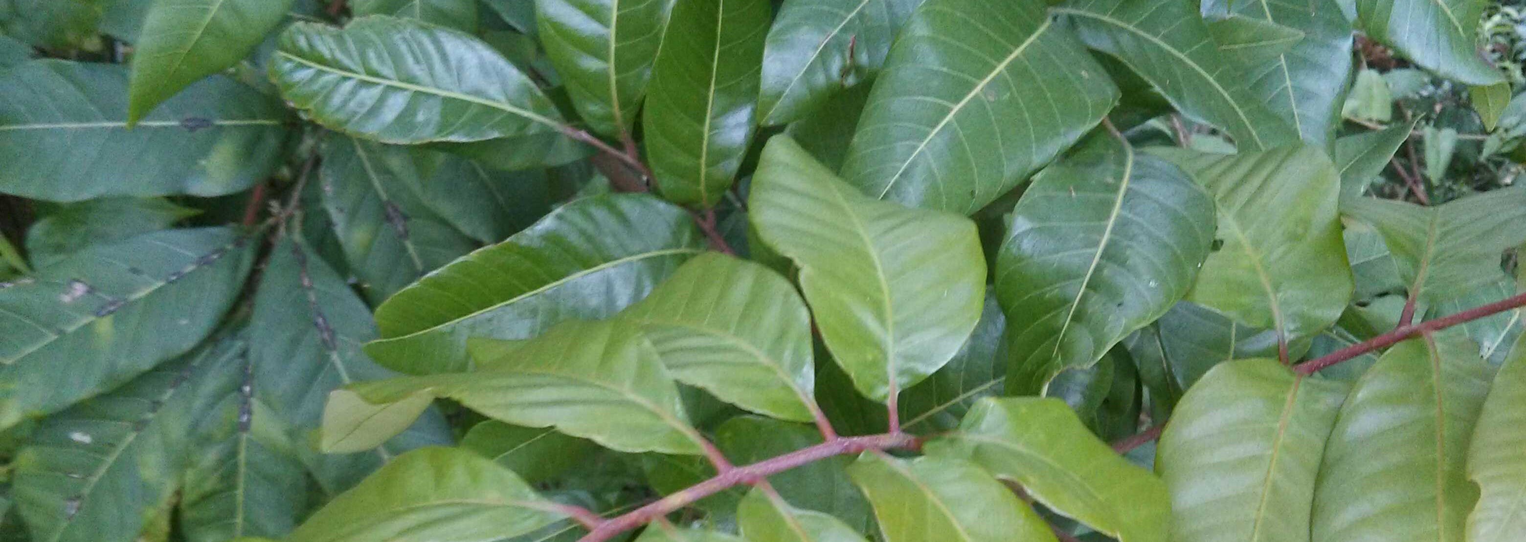 逍遥新鲜现摘龙眼树叶 野生桂圆叶深山无污染 天然中药材500克_现价
