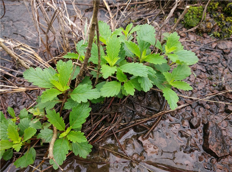 逍遥野生兰香草苗山薄荷 宝塔花蓝花草 中草药芳香植物独脚球新鲜苗