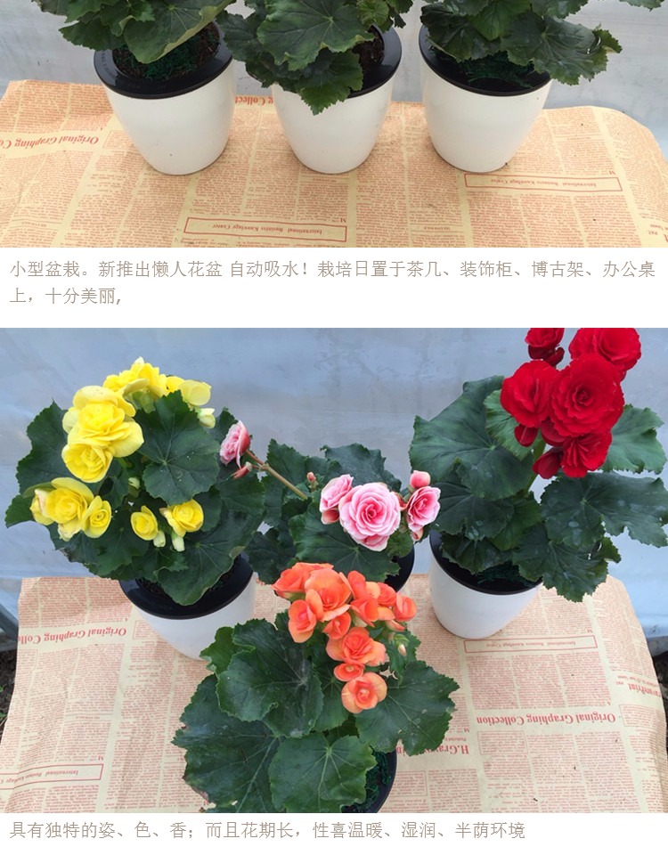 盆栽花卉 丽格海棠 玫瑰海棠 四季秋海棠花苗重瓣带花