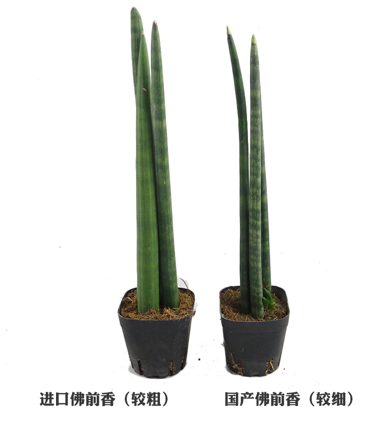 圆叶虎皮兰佛前香虎皮兰棒叶虎尾兰带根吸甲醛肉肉植物 简易盆国产