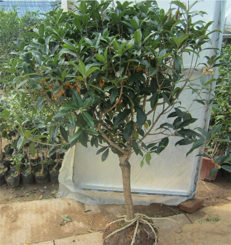 亚招 桂花苗 嫁接桂花树苗 桂花盆栽 地栽苗 状元桂 2