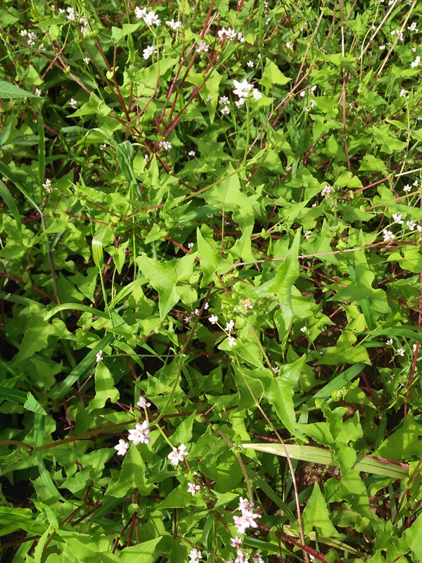 逍遥福建野生草药杠板归新鲜杠板归干梨头刺河白草蛇倒退蛇不过黄精苗