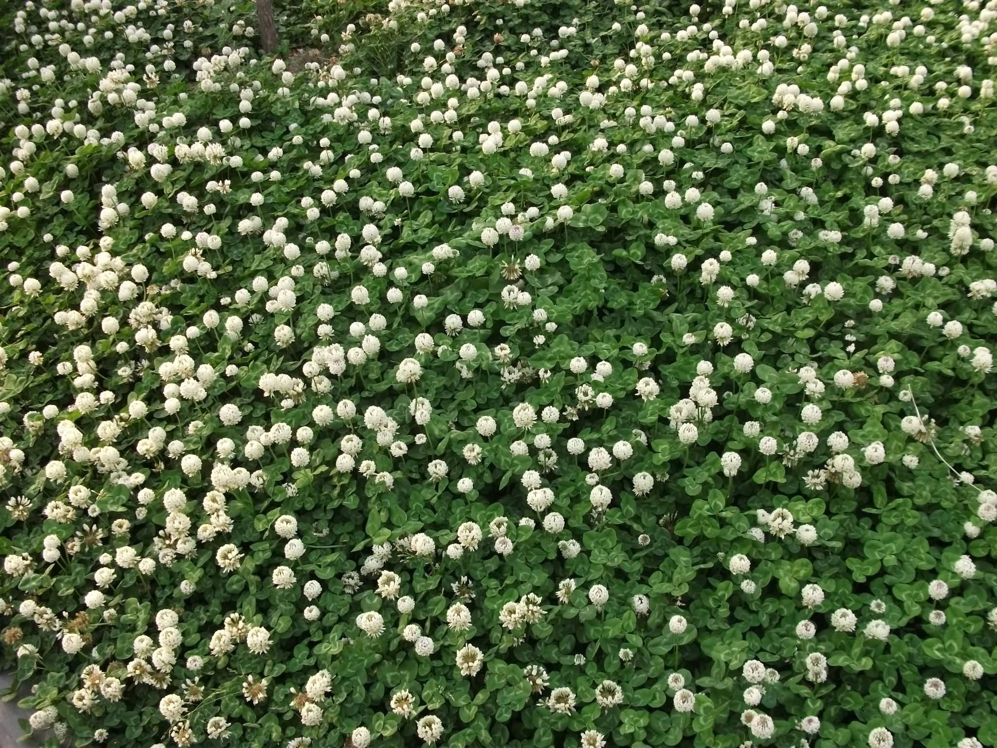 欧逸 白三叶红三叶草种子纯籽夜明珠白花红花草坪花卉