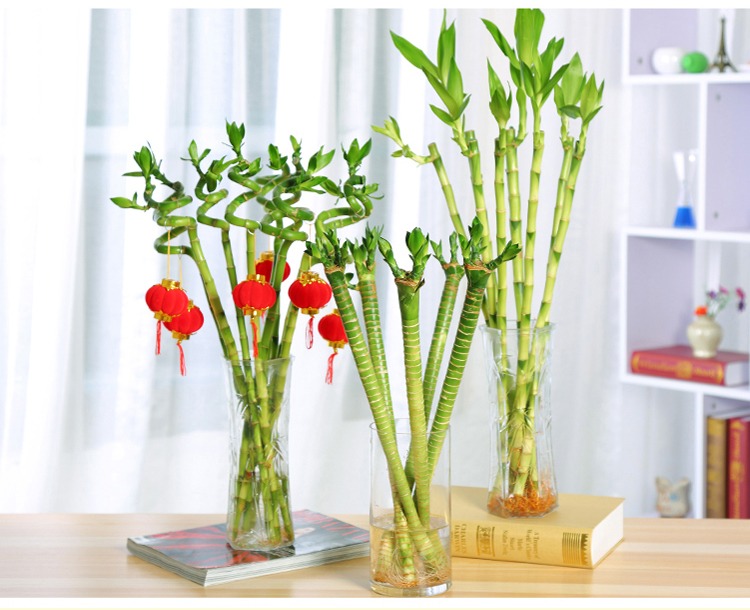 水培竹子富贵竹观音开转运节节高室内鲜花卉绿植物盆栽富贵竹10支装含