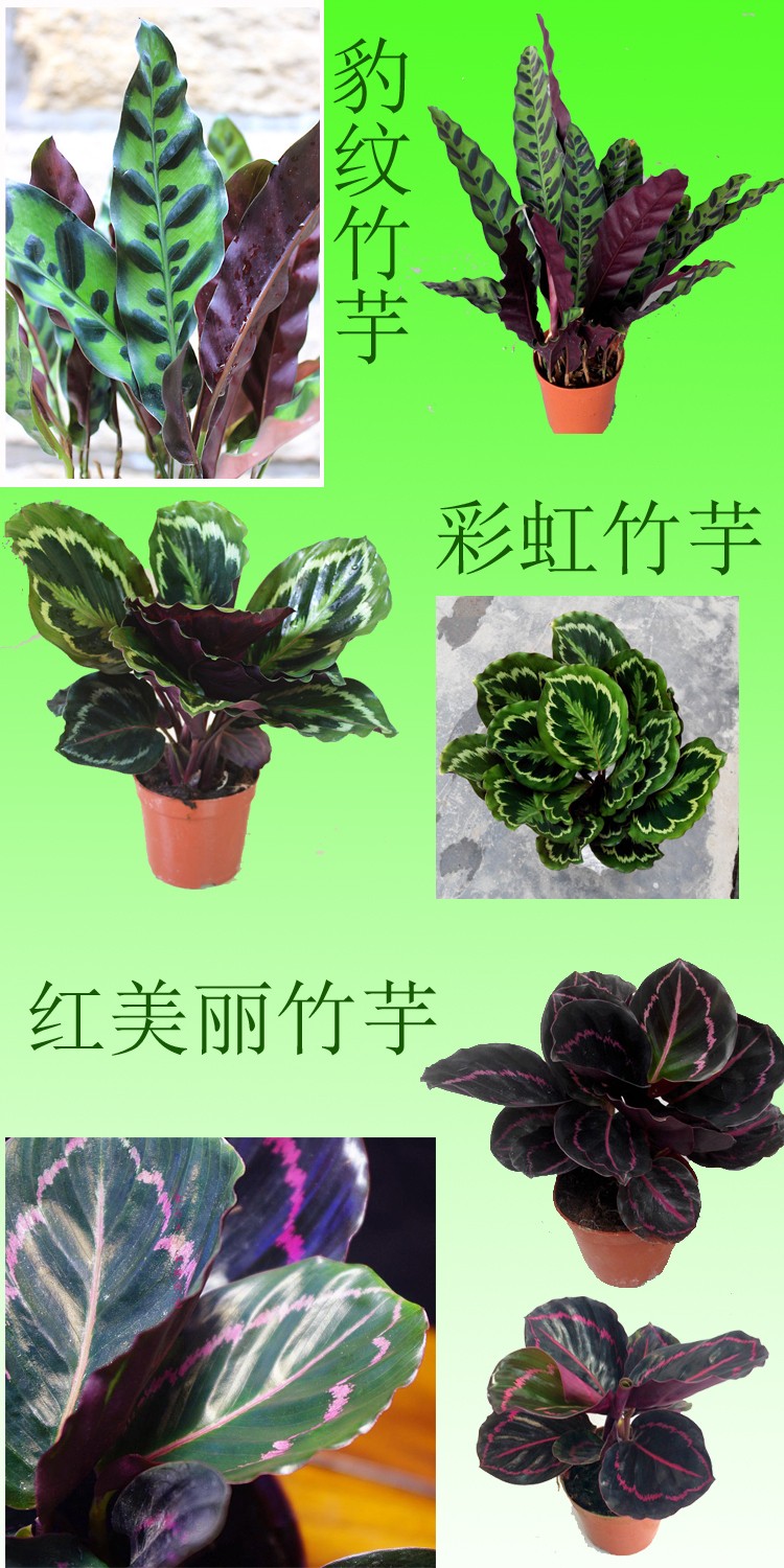 孙凯(sunkai) 双线孔雀豹纹彩虹红美丽青苹果玫瑰竹芋