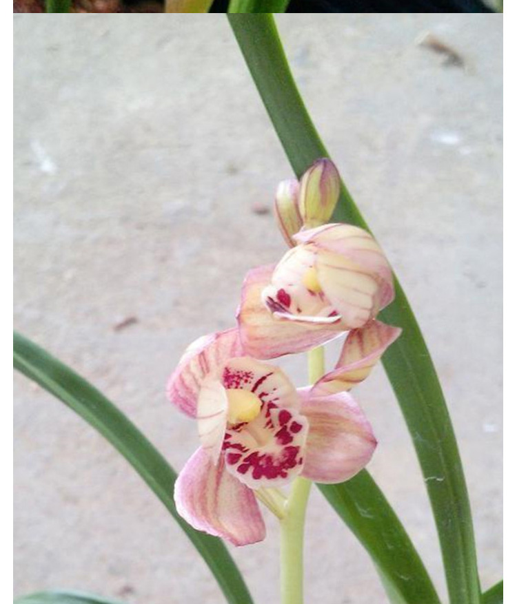 兰花苗建兰红月兰花苗夏季带花苞名品带花苞浓香花卉盆栽 5苗连体红月