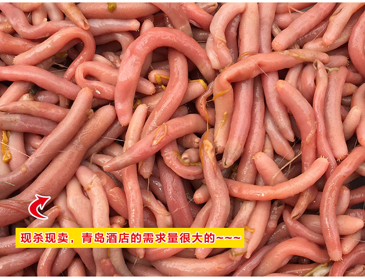 年后发货海肠子 沙虫 鲜活现杀海肠子新鲜野生沙虫 顺丰 1斤_ 5折现价