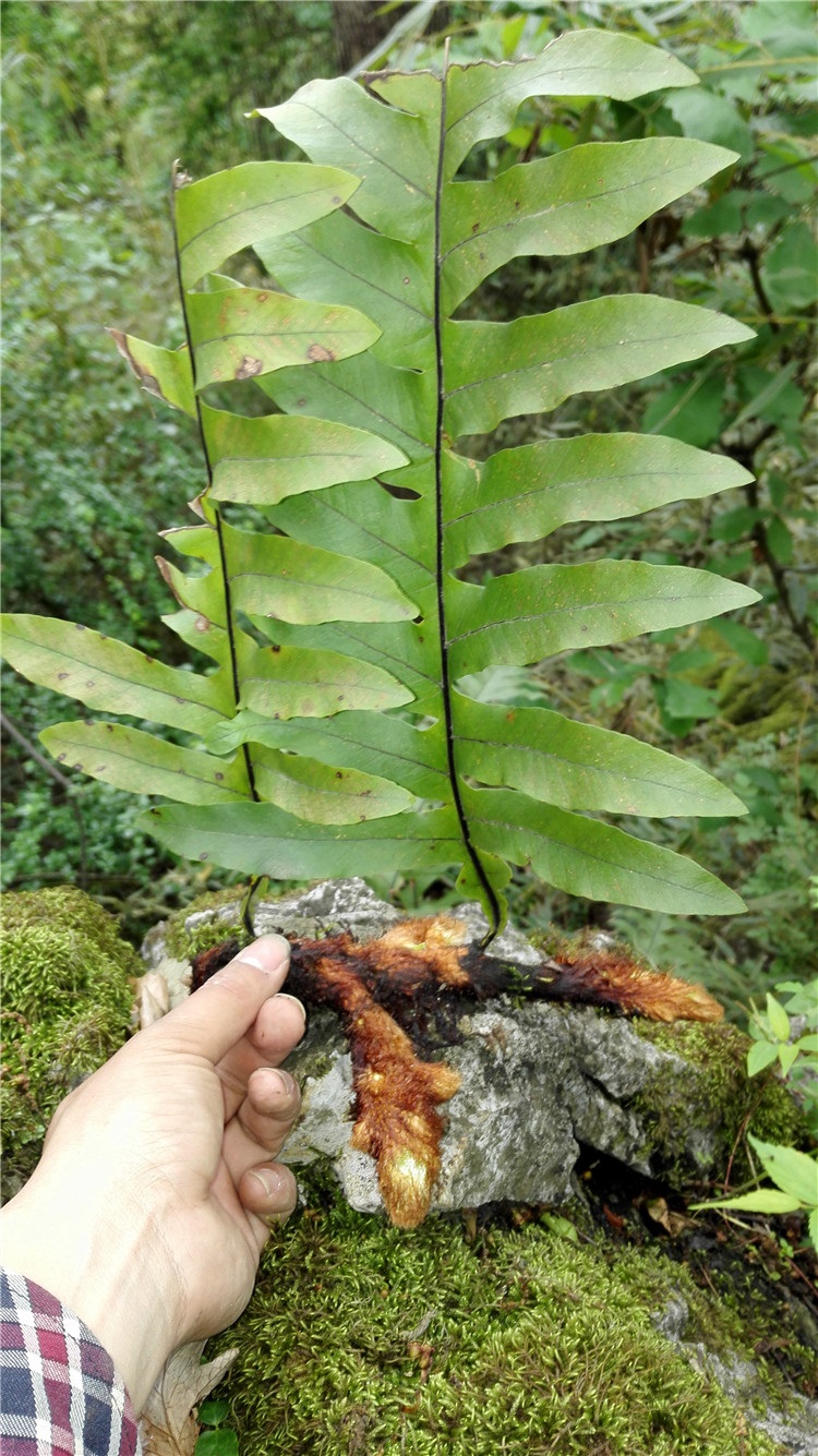 逍遥 天然野生骨碎补苗 生鲜 毛姜种根苗 爬岩姜苗 石岩姜 新鲜500克