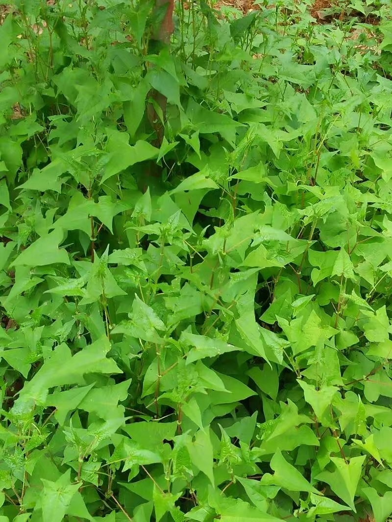 逍遥福建野生草药杠板归新鲜杠板归干梨头刺河白草蛇倒退蛇不过黄精苗