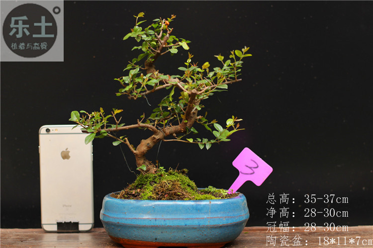 雀梅盆景大s小叶红芽单头雀梅盆栽办公室盆栽老玩家优选精品 单头雀梅