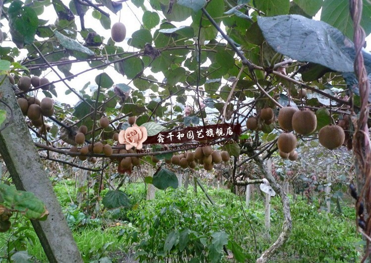 鑫干和(xinganhe) 嫁接猕猴桃苗果树苗盆栽庭院地栽果苗猕猴桃树苗