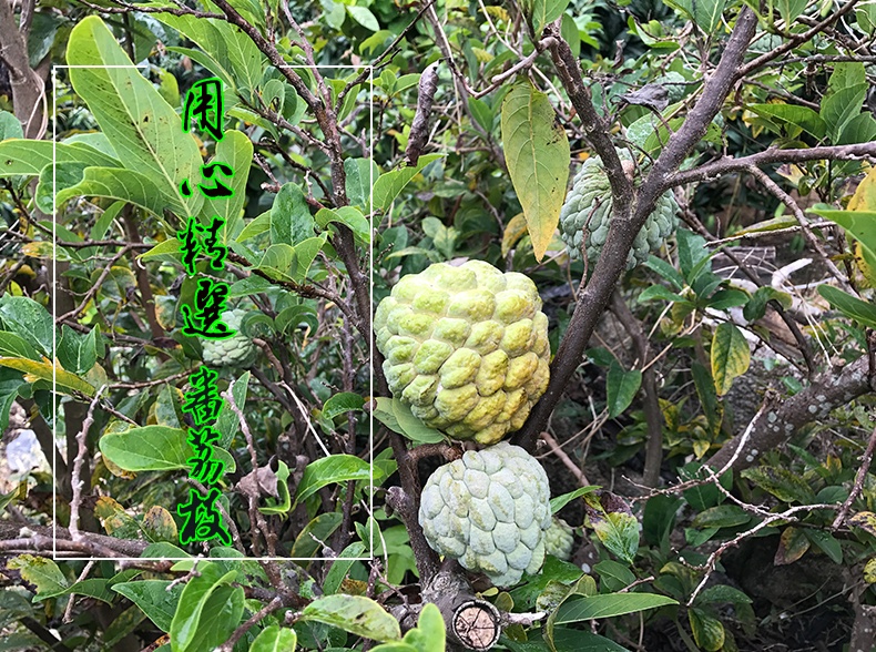 海南三亚野生释迦果 新鲜水果 番荔枝大目佛头果3斤装