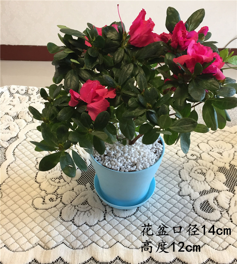 四季开花杜鹃花盆栽比利时西洋室内客厅阳台绿植花卉耐寒带花苞红色