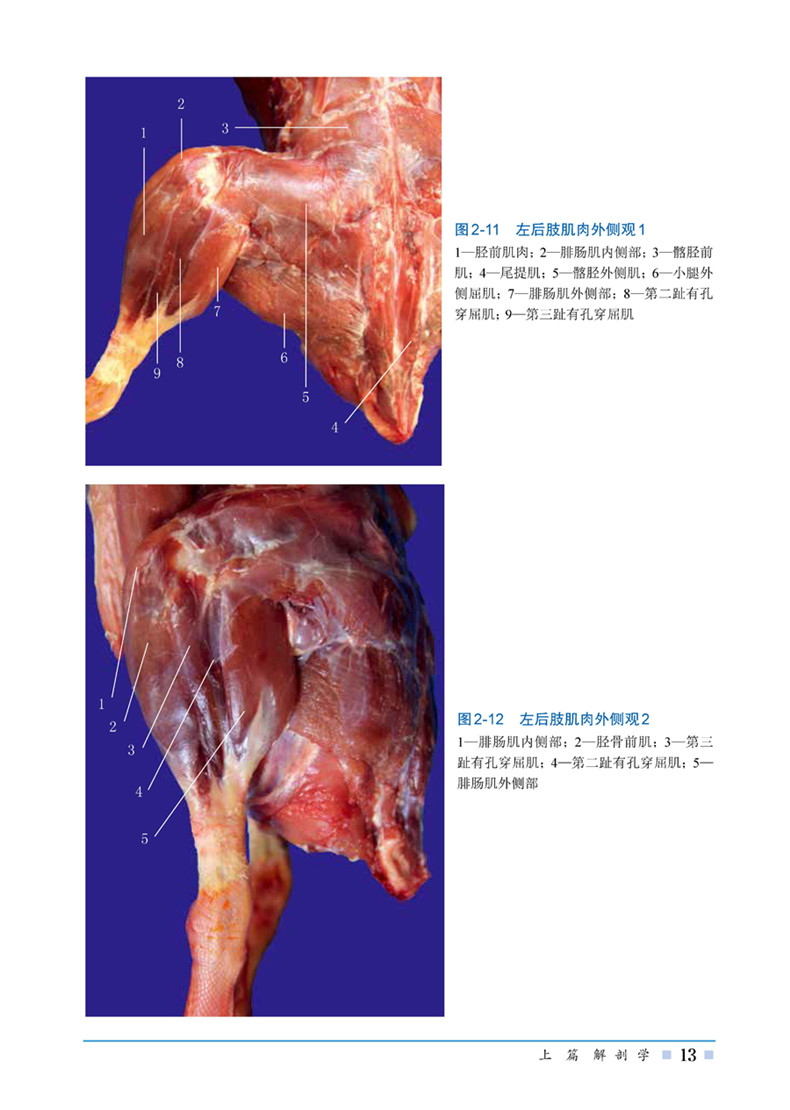 正版 鹅解剖组织彩色图谱 鹅养殖技术疾病 书 兽医动物科学专业参考