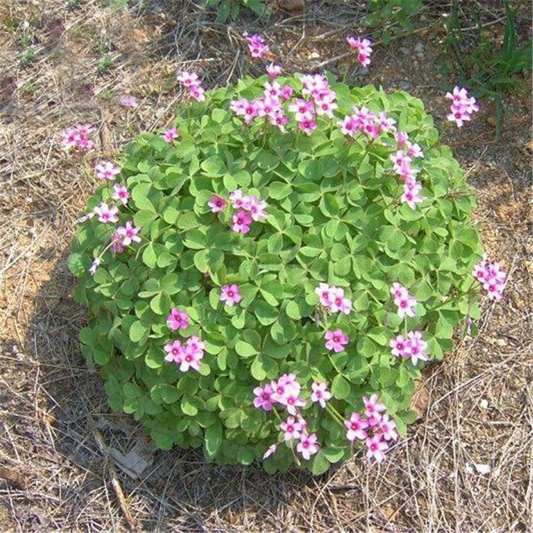 花中酷花红花三叶草三叶酢浆草幸运草红花炸酱草红三叶种子 半斤 图片价格品牌报价 京东