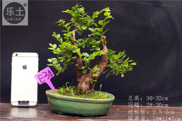 雀梅盆景大s小叶红芽单头雀梅盆栽办公室盆栽老玩家优选精品 单头雀梅
