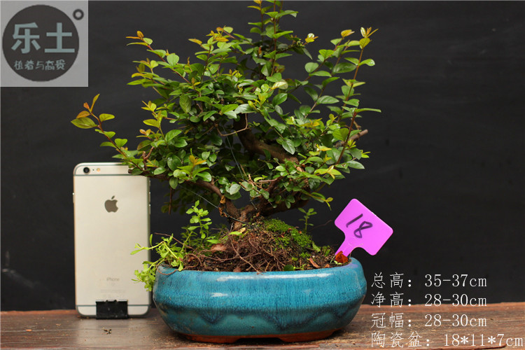 雀梅盆景大s小叶红芽单头雀梅盆栽办公室盆栽老玩家优选精品 单头雀梅