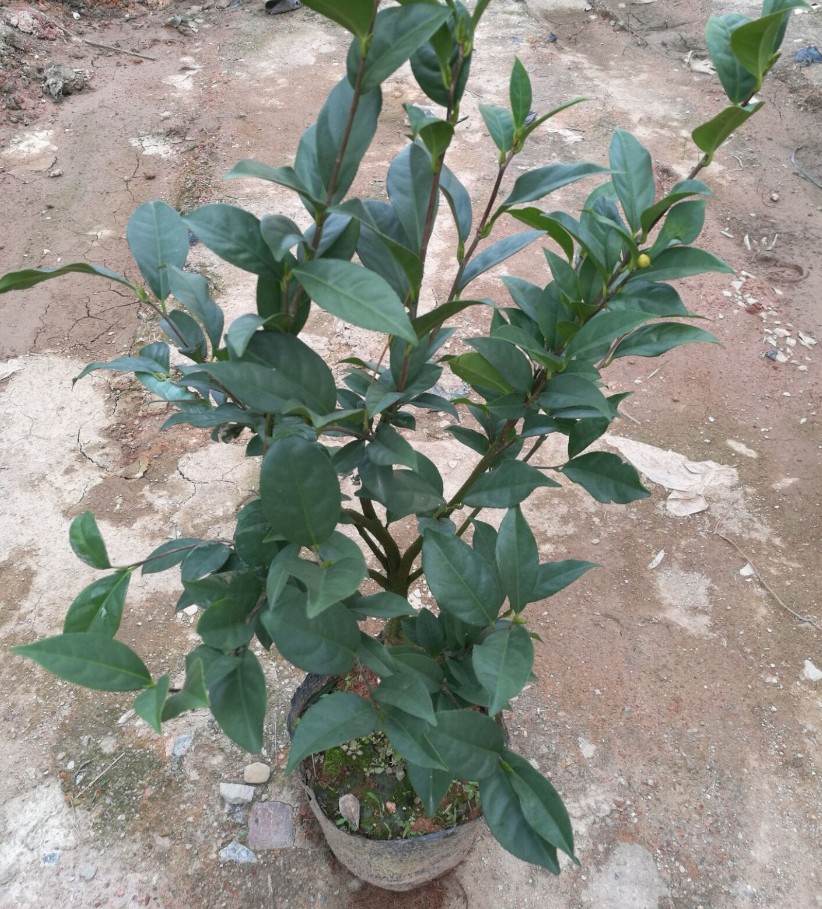 珍稀茶族皇后 四季金花茶 金花茶苗 四季茶花苗名贵金花茶 金茶花 四