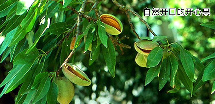 四季香随开心果树苗开心果盆栽地栽 当年结果嫁接果树