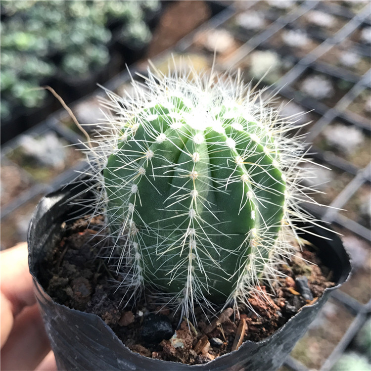 仙人球 银光 多肉植物办公室桌面防辐射美观花卉盆景绿植盆栽鲜艳