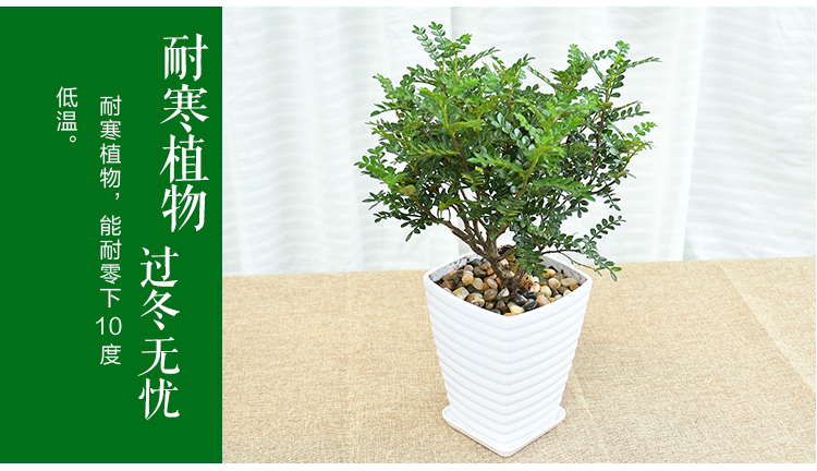 花木苗冬季南方耐寒盆栽室内绿植花卉清香木驱蚊植物客厅阳台盆景 高