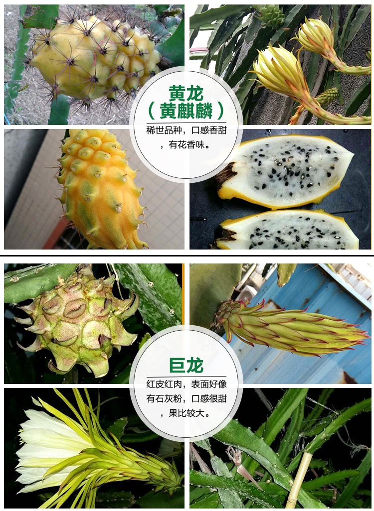 黄皮火龙果,黄金麒麟果,黄龙果苗,果树苗,嫁接苗,黄色,盆景 黄皮白肉