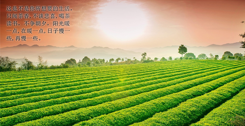 绿茶特级西湖龙井茶500克- 安溪茶叶商城