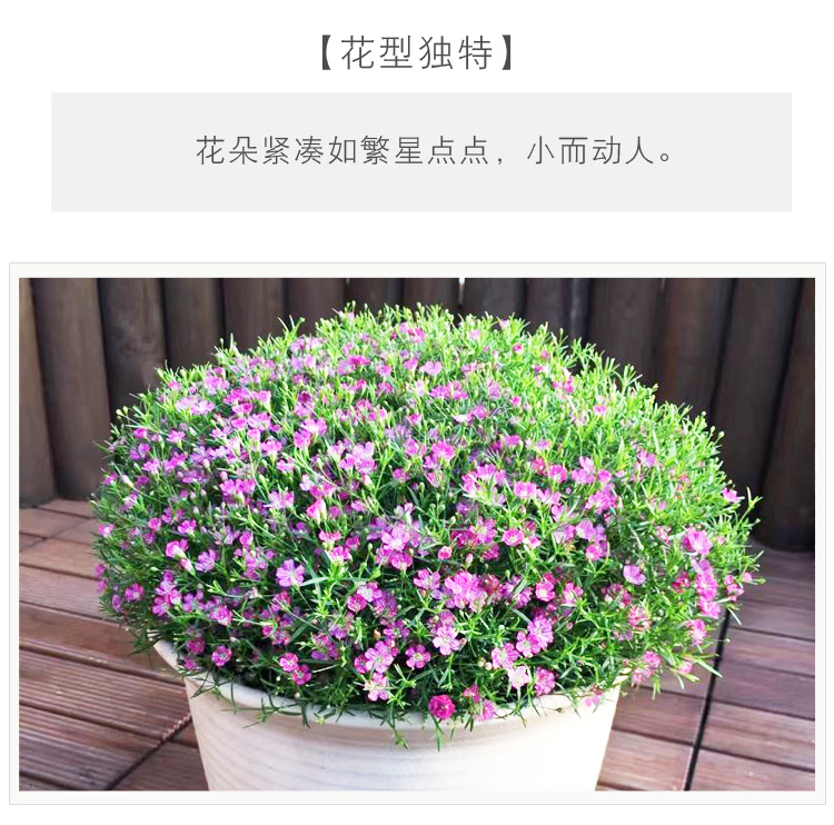 逸棵满天星花苗种子苗四季秋季冬季种开花阳台室内盆栽花卉植物 小