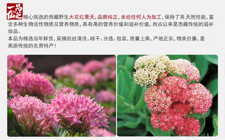 西藏野生大花红景天种子处理与发芽试验初报