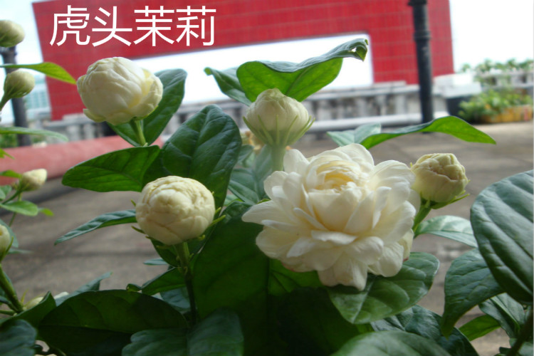 三叶轮生虎头茉莉苗 茉莉花盆栽 庭院阳台芳香茉莉大花重瓣 白茉莉 不
