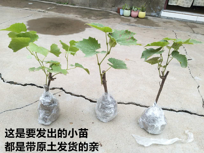 葡萄树苗盆栽地栽 萄葡苗爬藤水果树苗南方北方种植四