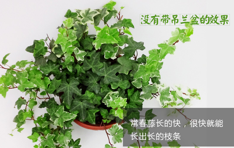 长藤大号常春藤盆栽室内吊兰垂吊爬藤植物绿植长藤绿萝爬墙 含盆_现价