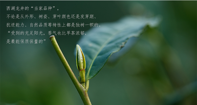 艺福堂 茶叶 绿茶 2019新茶春茶 明前特级杭韵西湖龙井茶叶50g efu15