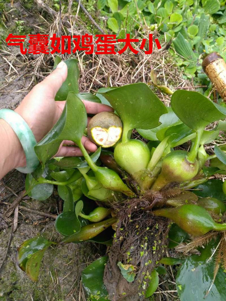 四季香随(sijixiangsui)水葫芦水生植物 凤眼莲 水浮莲 池塘水池污水