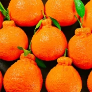Jingai Sichuan ugly orange Shiranui citrus orange full box fresh fruit net weight 9 catties extra large fruit [85mm+] special grade