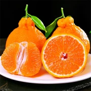 Jingai Sichuan ugly orange Shiranui citrus orange full box fresh fruit net weight 9 catties extra large fruit [85mm+] special grade